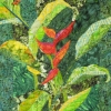 Heliconia