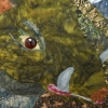 Close up; Pele Meets Kamapuaa